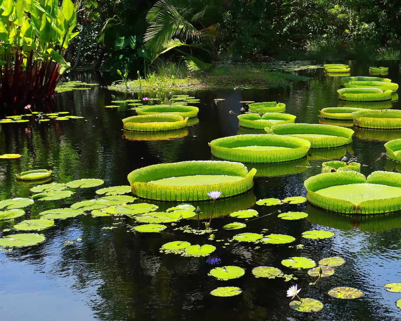 Florida Botanical Garden.