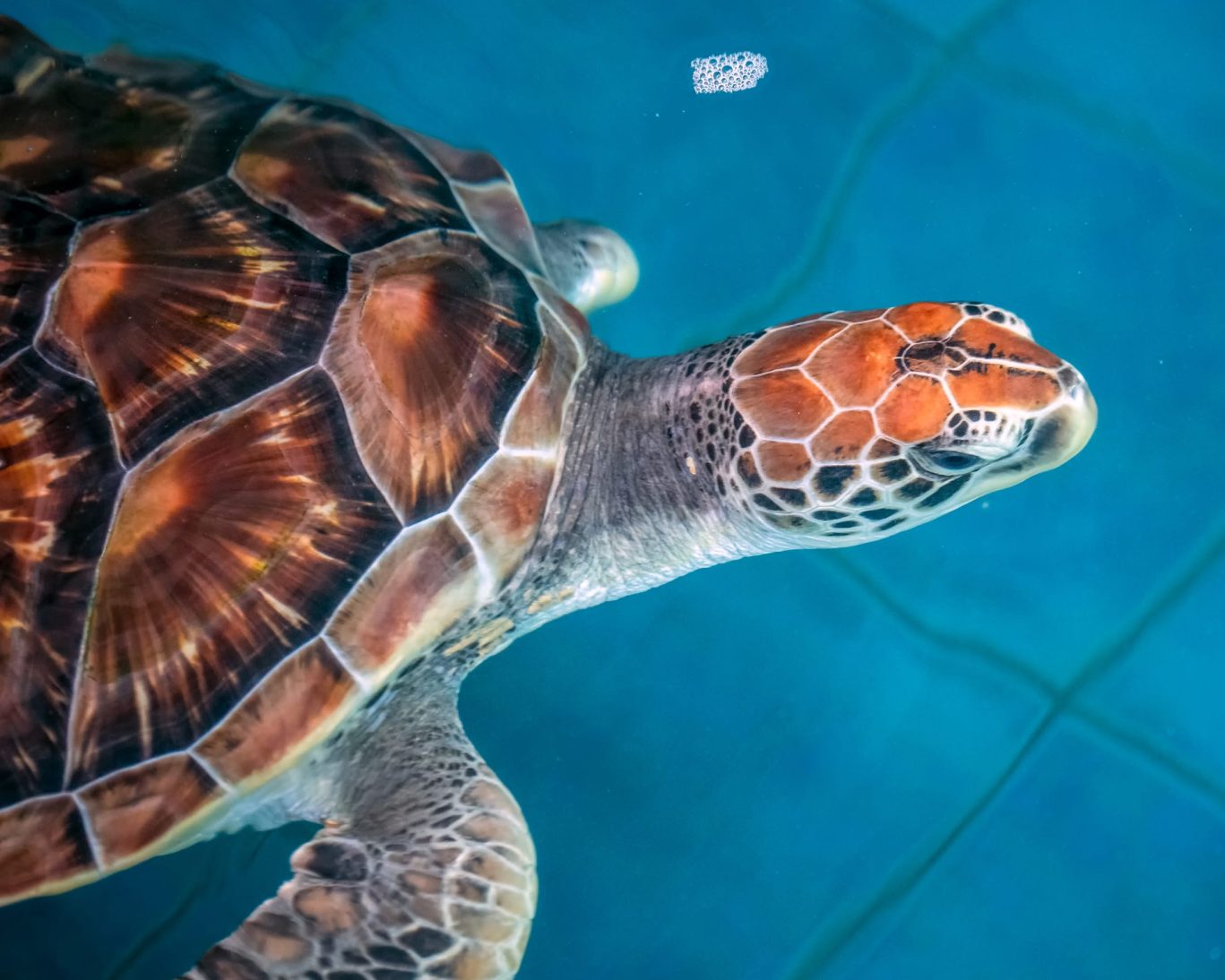 Clearwater Marine Aquarium Florida.