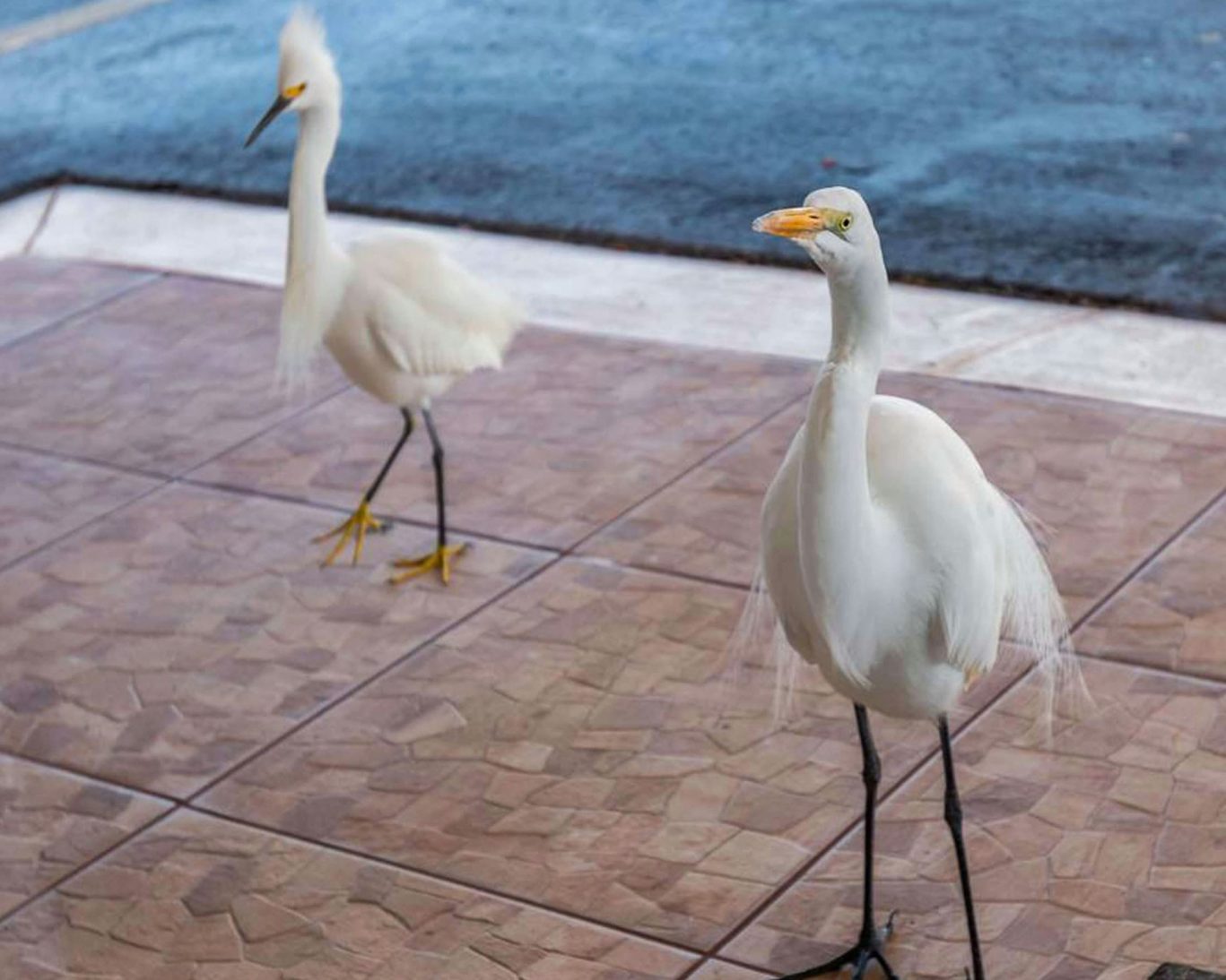 Two white herons standing on tiled walkway at Belleair Beach hotel near the ocean.
