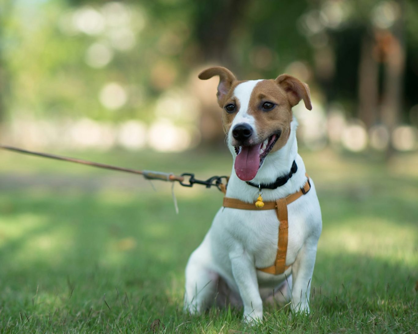 Happy dog on a leash sitting on green grass outside a pet-friendly hotel.