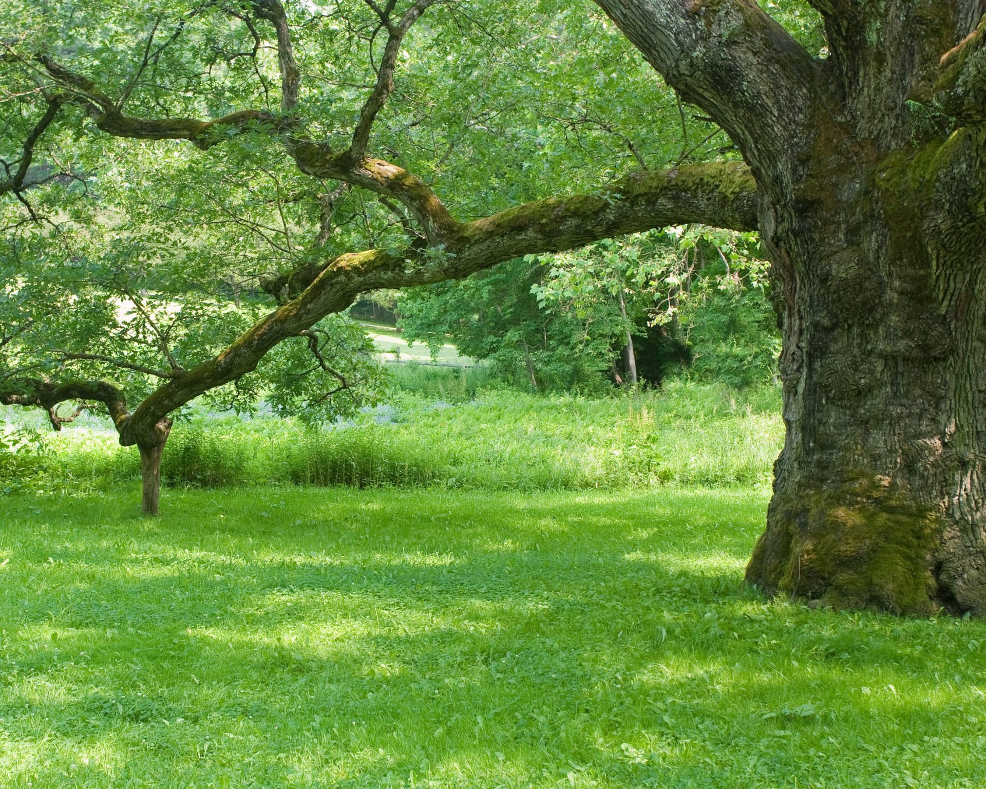 BudgetInnLynchburgBedford. Bedford Oak
