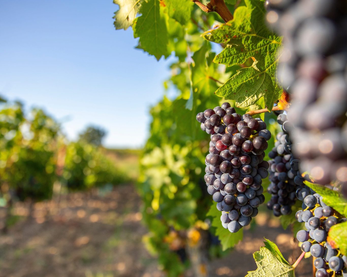 BudgetInnLynchburgBedford. Burnbrae Vineyards