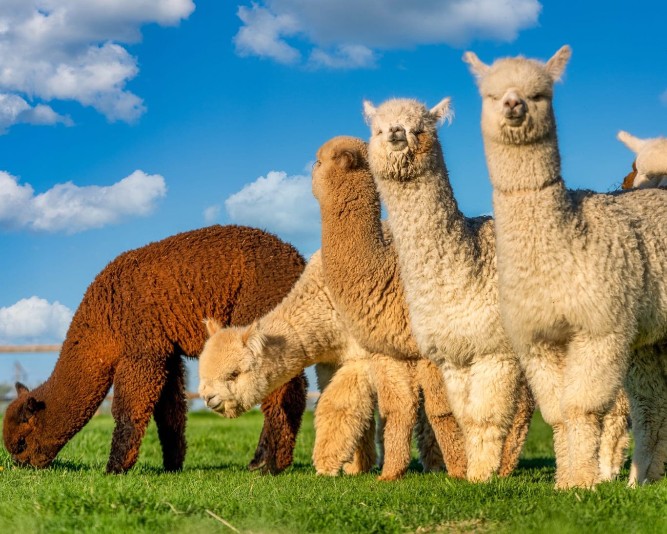 BudgetInnLynchfordBedford.GoodeView Alpaca Farm