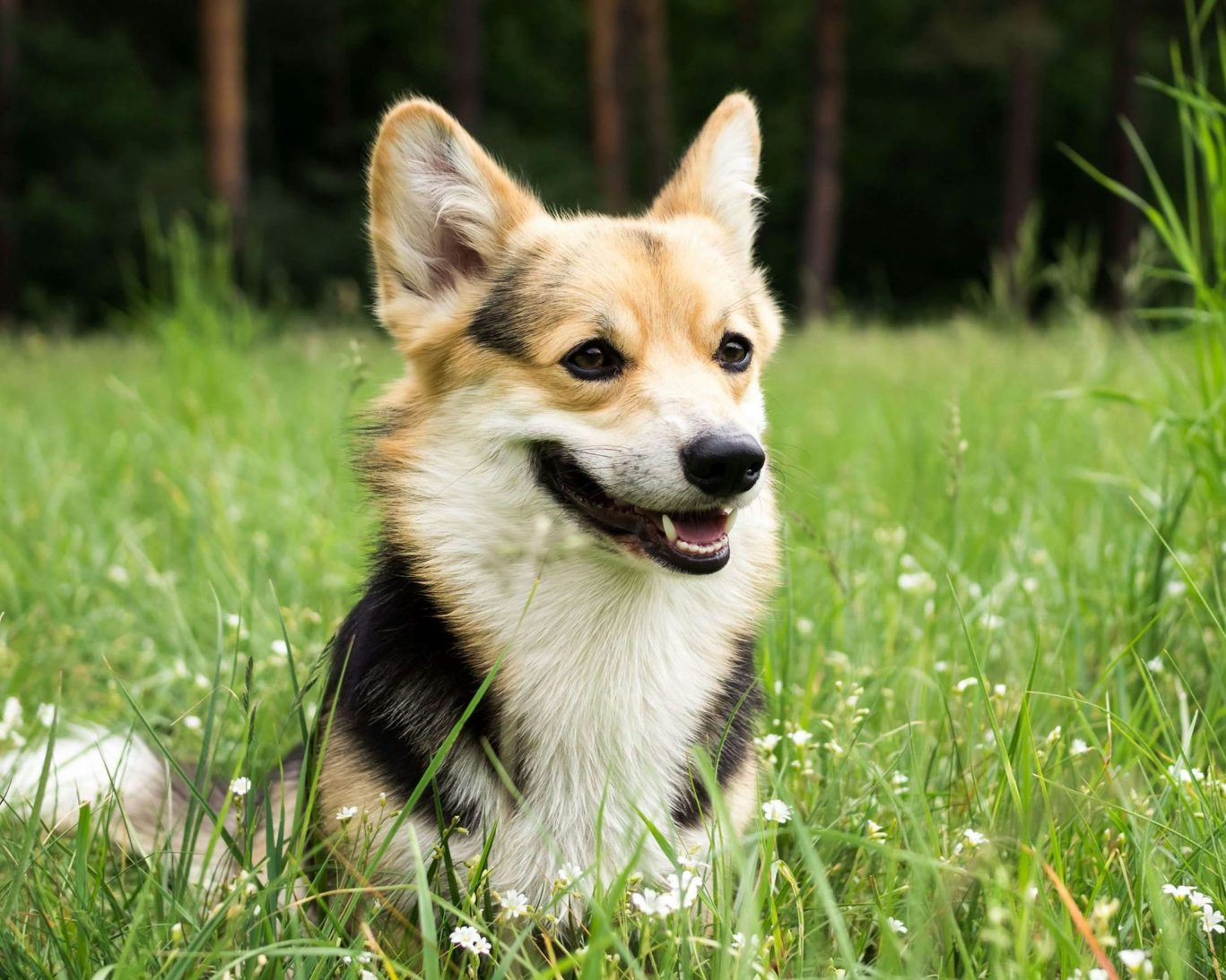 Happy corgi dog sitting in the grass near Dodge Peak Lodge, highlighting pet-friendly stays.
