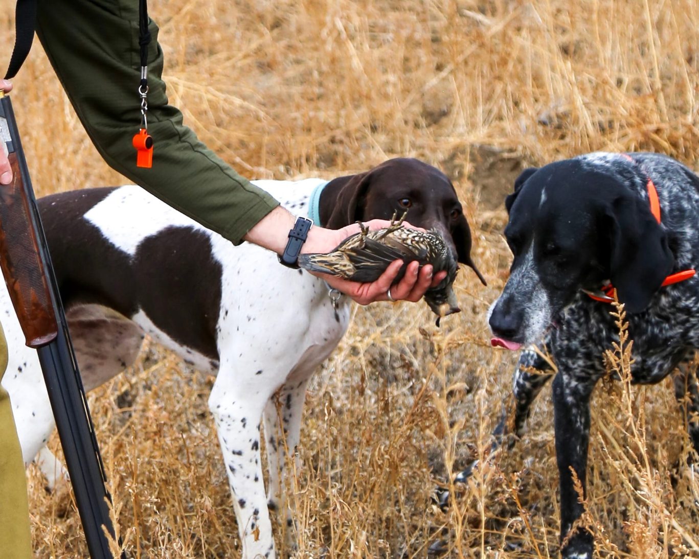 Ranch Quail Hunting.