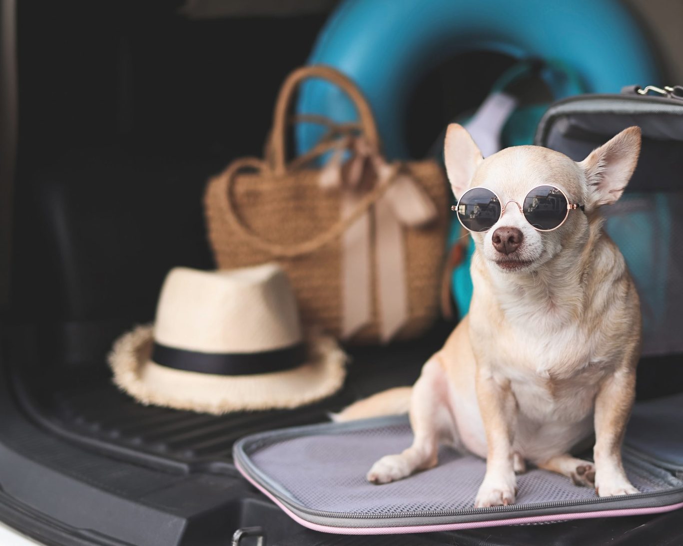 Pet-friendly stay at Hondo Executive Inn featuring travel-ready dog with sunglasses and vacation gear.