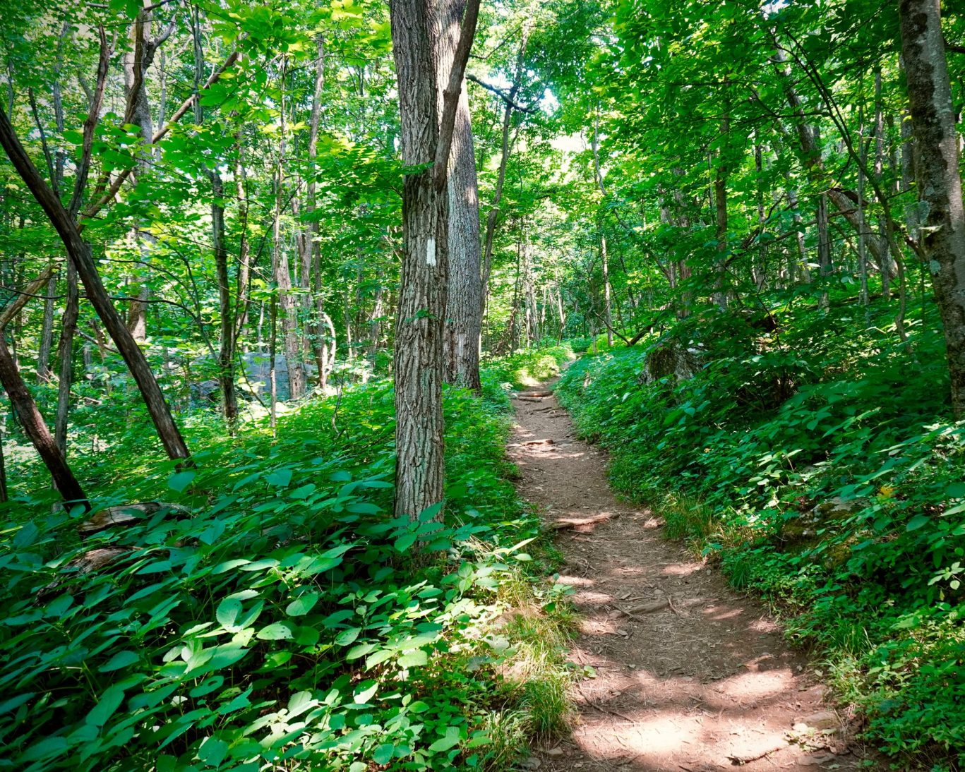 Hitchiti Nature Trail.