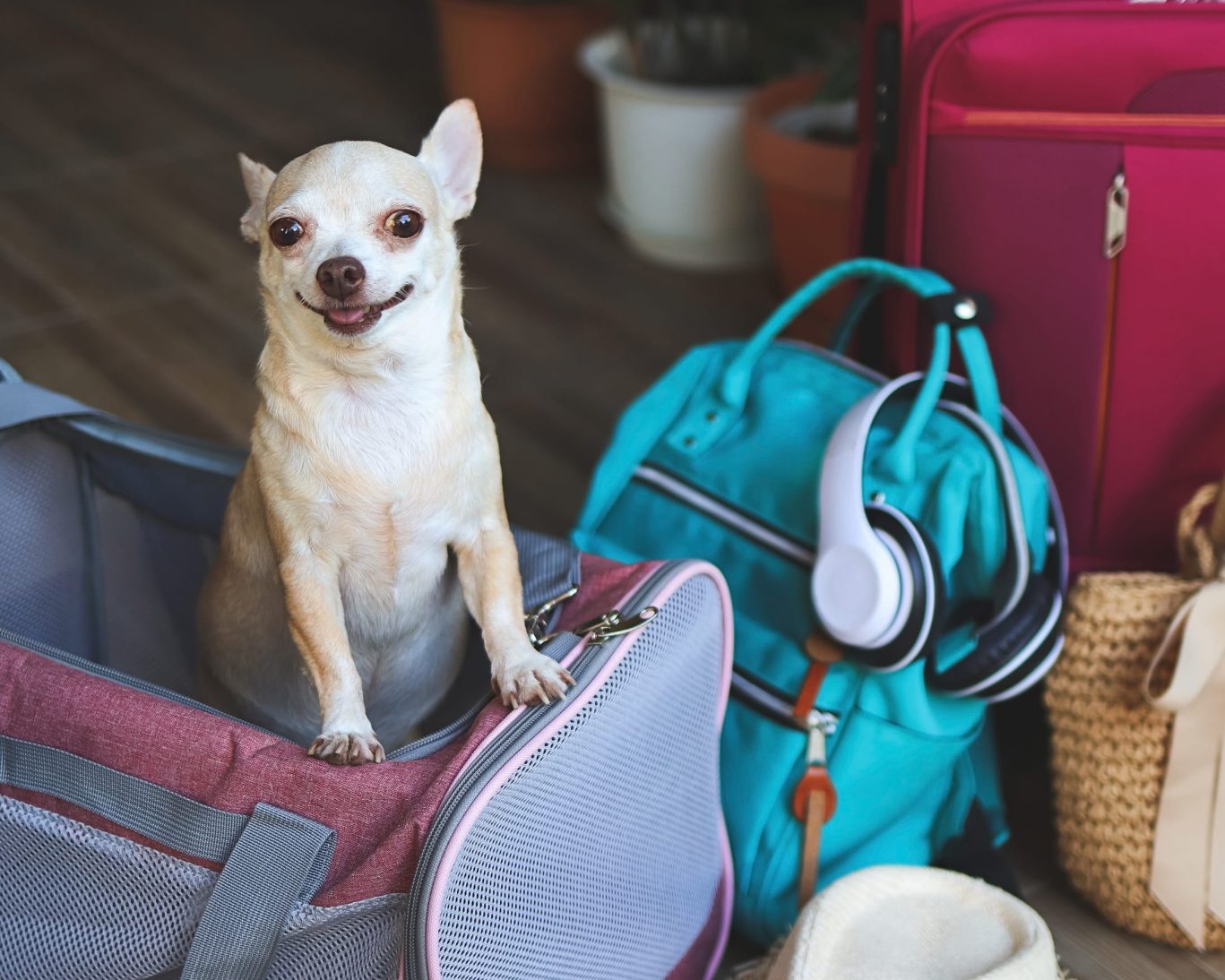 Happy small dog in pet carrier at Mountain Home Inn, a pet-friendly Idaho hotel.