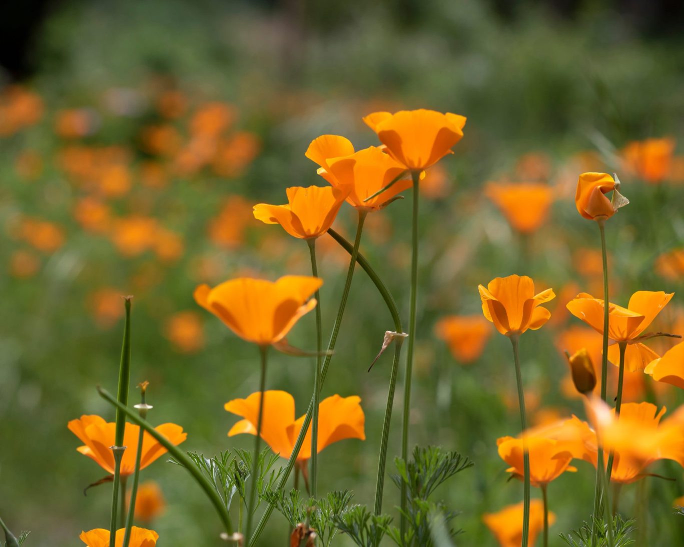 Bright orange California poppies blooming at Skyline Wilderness Park in Napa Valley during spring.