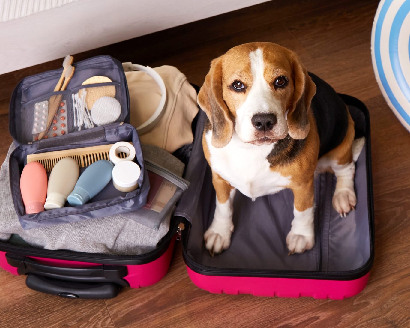 Beagle sitting in an open suitcase, showcasing Oak Grove Inn’s pet-friendly accommodation policy.