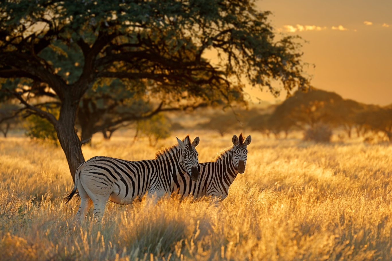 Two zebras grazing at golden hour in Tennessee Safari Park near Bells, TN.