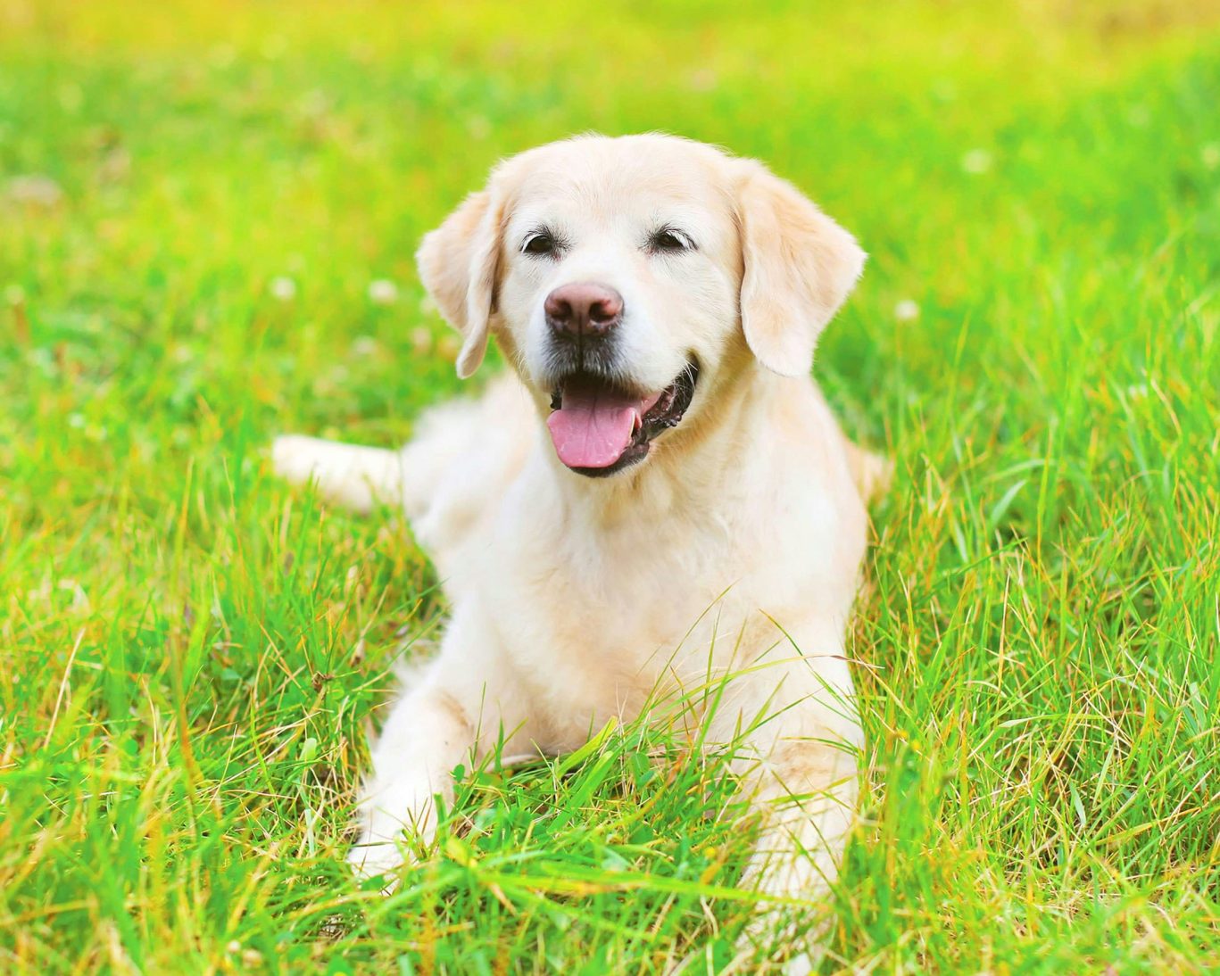Happy golden retriever lying on grass, showcasing Royal Inn Motel’s pet-friendly policy.