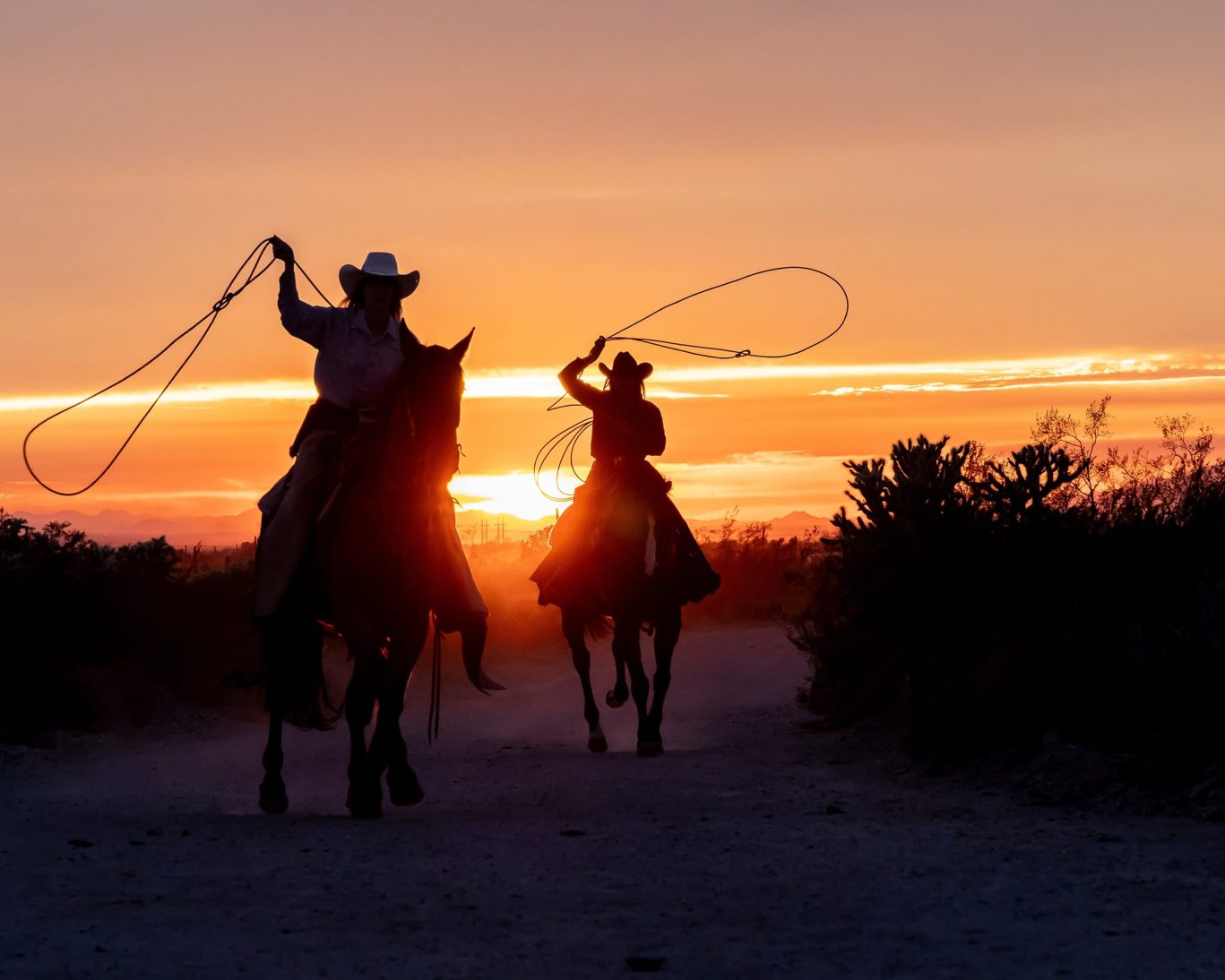 Wild Bunch Horse & Mule Company.