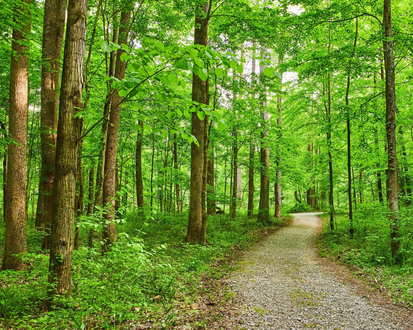 Peaceful hiking trail through lush green forest near Royal Inn Rockville, Indiana