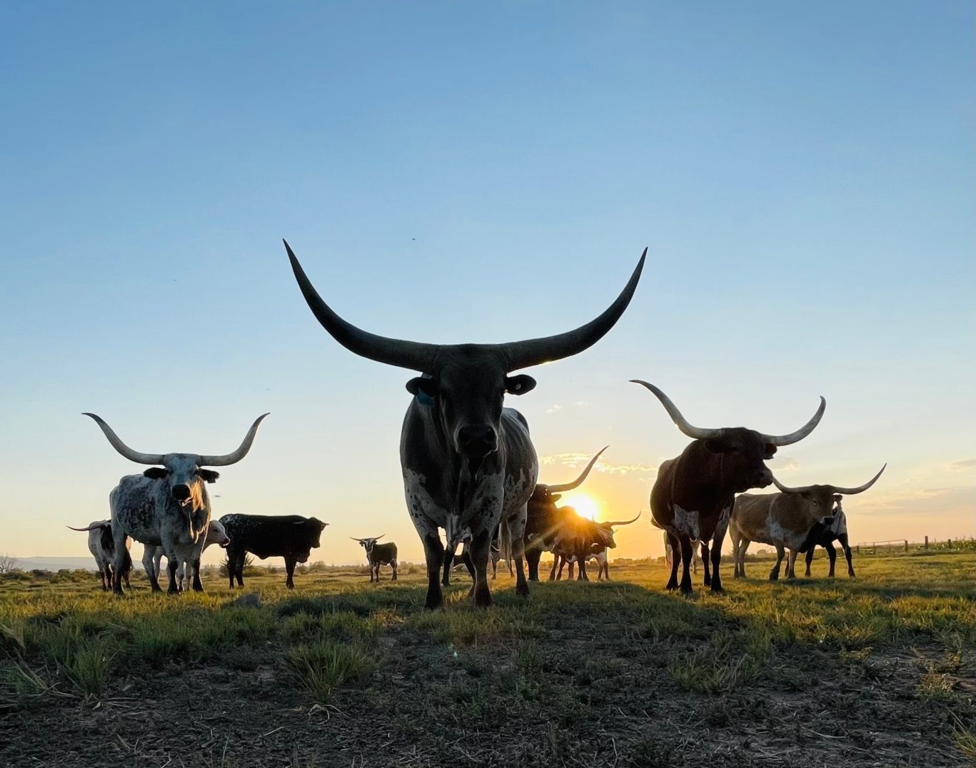 Longhorn cattle at sunset in Texas pastureland.