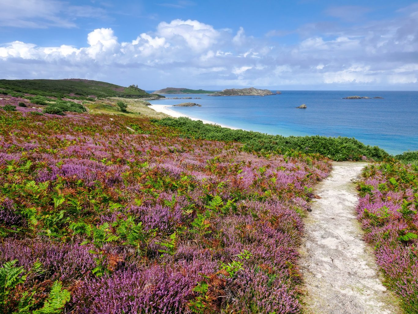 Heather-covered coastal path leading to a sandy beach on the Isles of Scilly in Cornwall, UK.