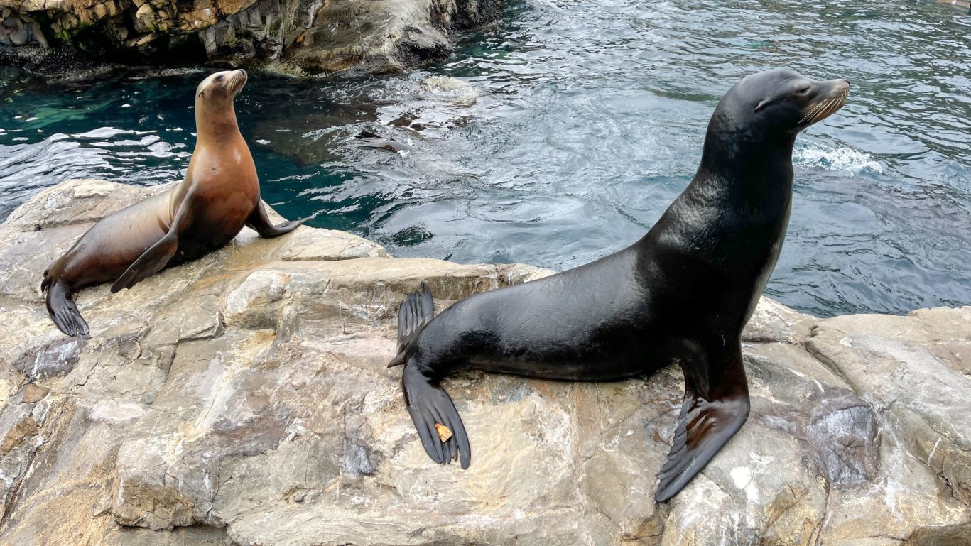 Two sea lions resting on rocks beside a clear coastal pool at a marine habitat.
